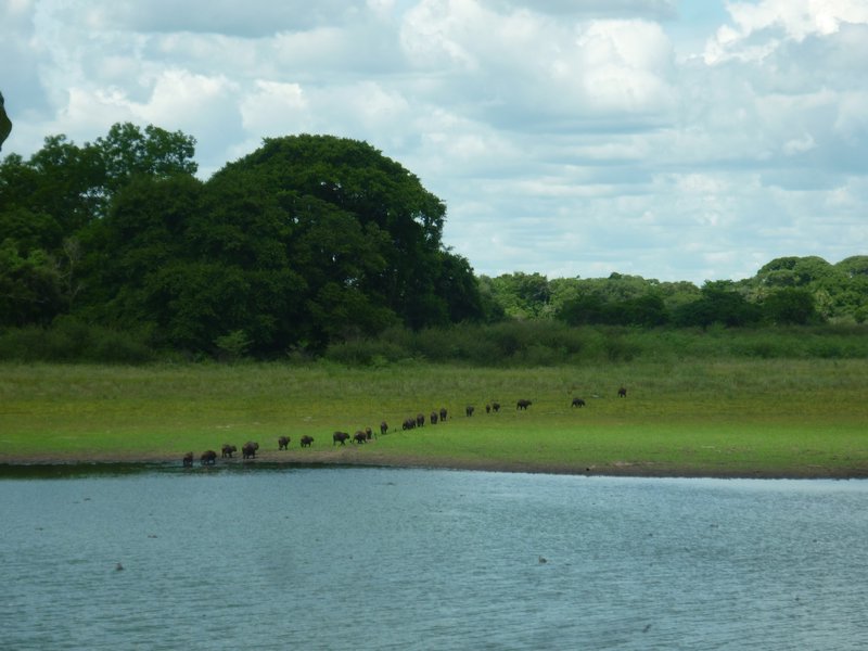 A 'family' of Capybara heading home
