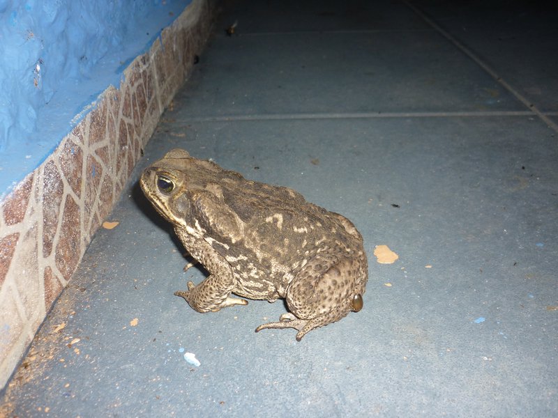 Fat toad!