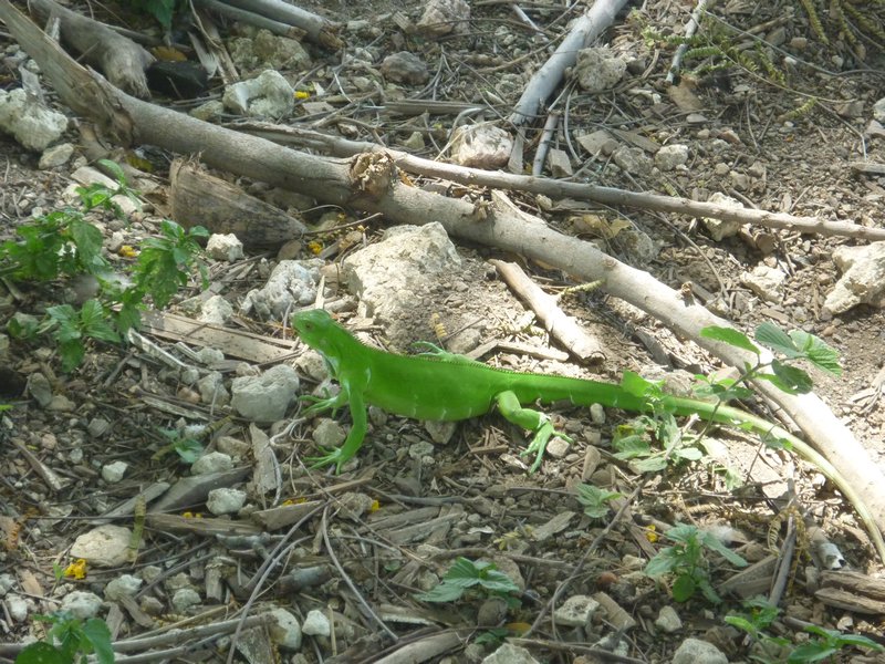 One of many reptiles we spotted in the Pantanal