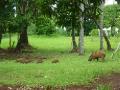 Capybara in the park