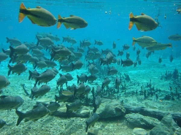 Hundreds of fish and crystal clear water at Rio da Prata