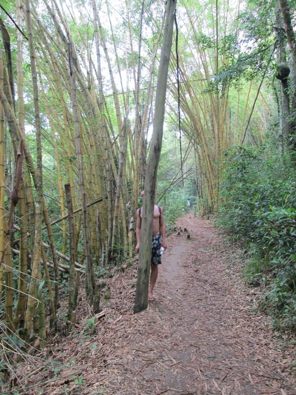 Huge bamboo growing along the forest trail