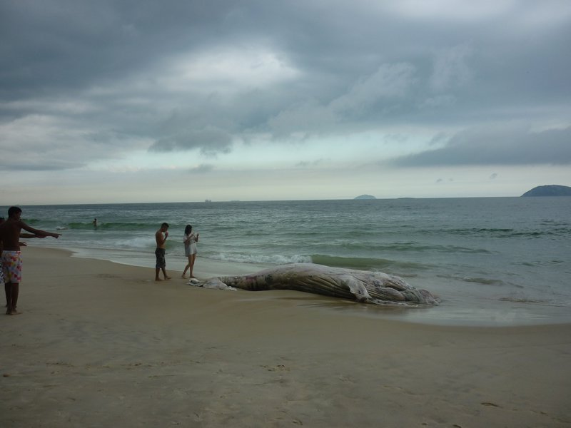 Whale on Ipanema