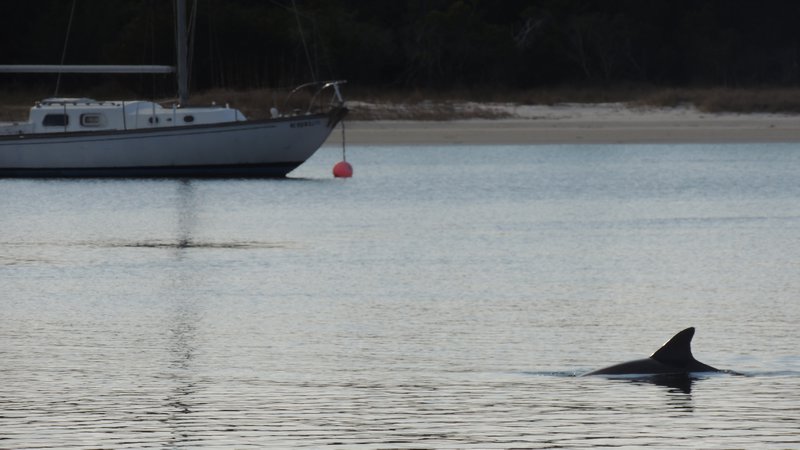 dolphins in the inlet