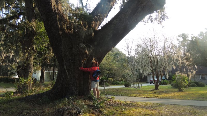 huge oaks