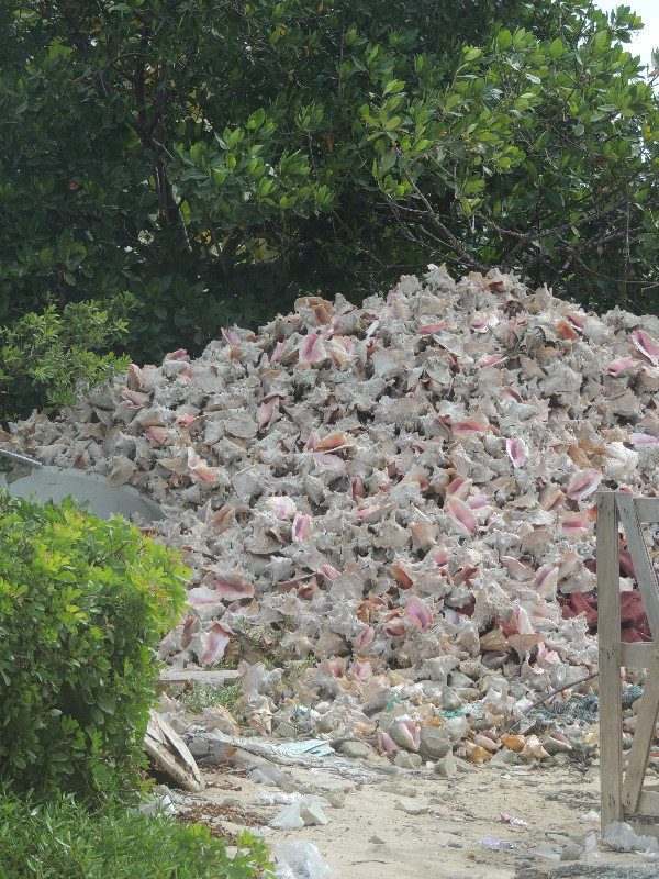one of the many piles of conch shells