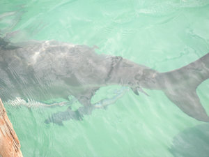 bull shark under our boat