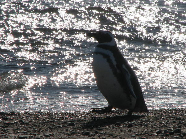Pinguins at Seno Otway