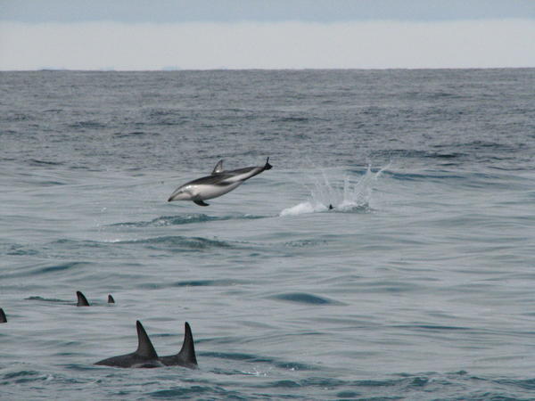 Dusky Dolfins