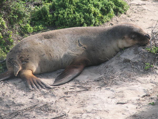 Kangaroo island: seals