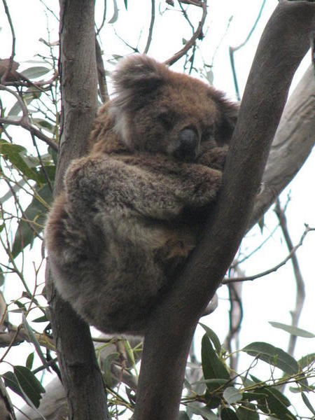 Kangaroo island: koala
