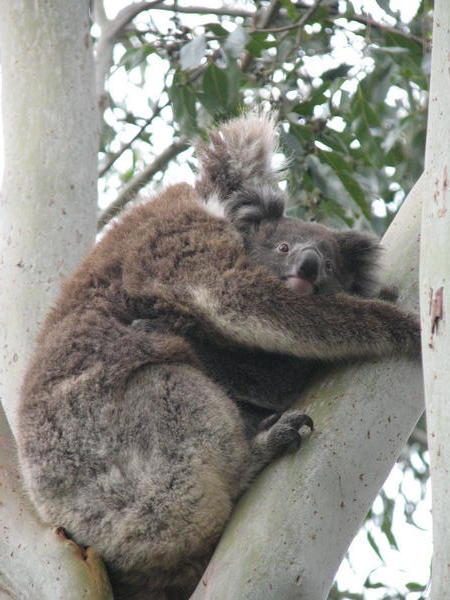 Kangaroo island: koala