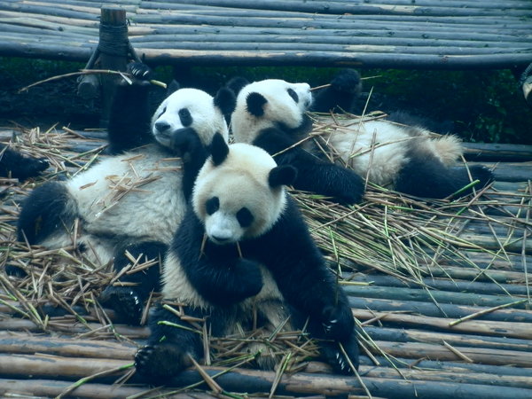 Giant Panda's Sharing a Meal