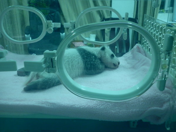 Tiny One Month Old Giant Panda