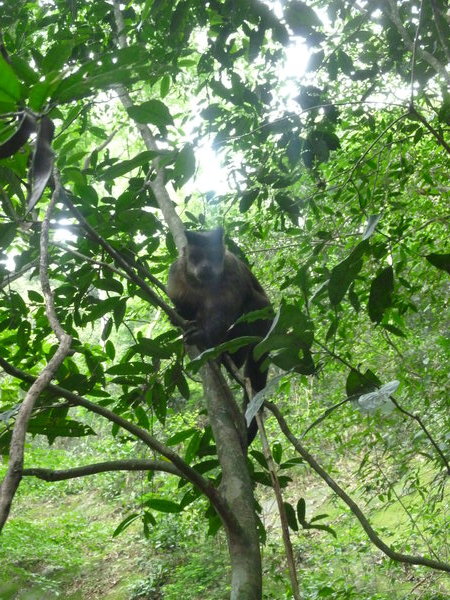 Curios monkey in Parque Lage