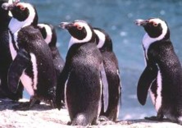 Penguins in Simons Town