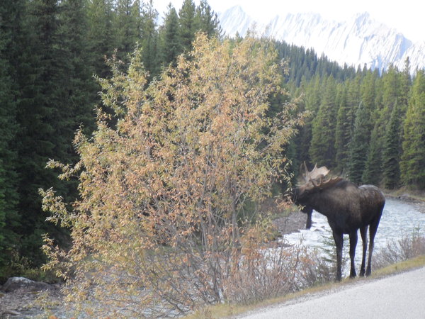 A Hungry Moose