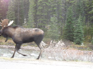 A Loose Moose