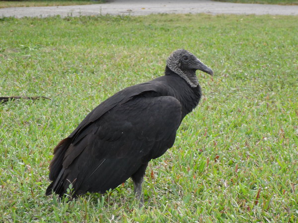 Turkey Vulture, Everglades