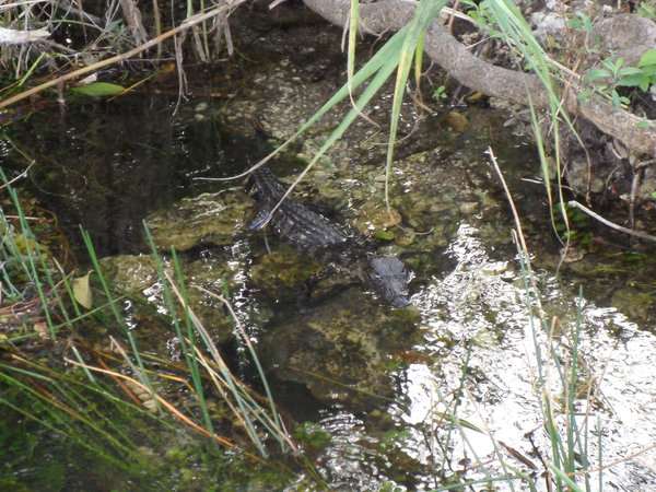 Young Gator in the Everglades