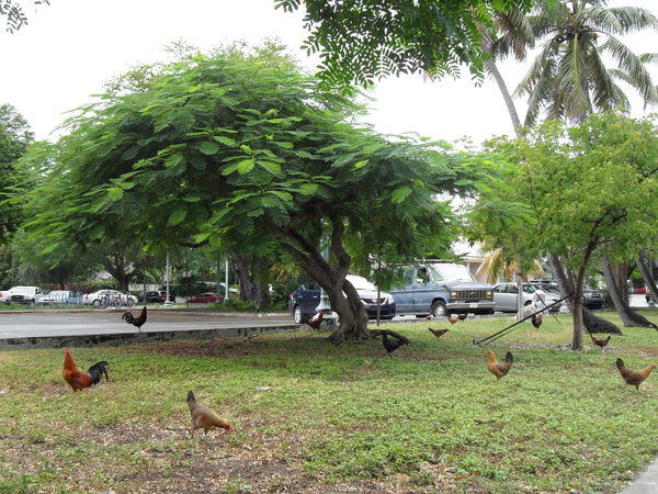 Chickens wandering in the streets, Key West
