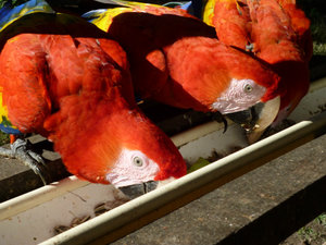 Scarlet macaws tucking in