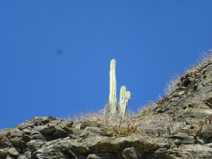 Lonesome Cactus