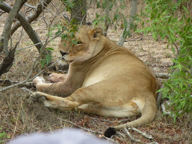 Lioness - one of the Big 5