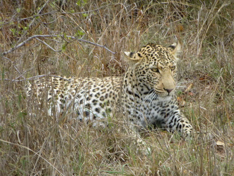 Leopard!  One of the big 5