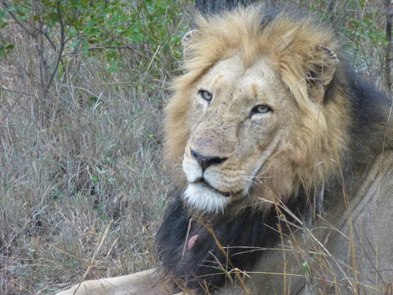 Male Lion!  One of the Big Five