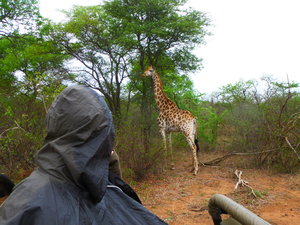 Giraffe - that's me, it's raining