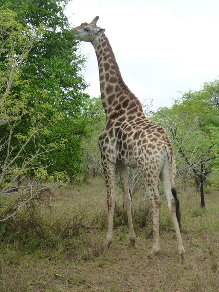 Giraffe - Shumbalala