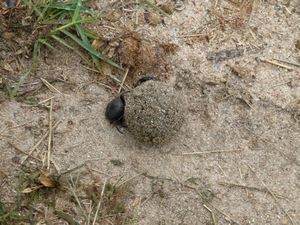 Dung Beetle with female along for the ride