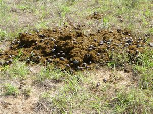Many dung beetles