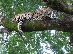 Leopard eating impala in the tree