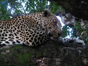 Leopard eating impala in the tree
