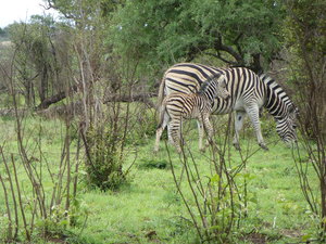 Mama and Baby Zebra