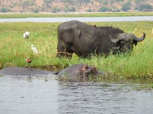 Buffalo and Hippo