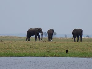 Elephants and more elephants!