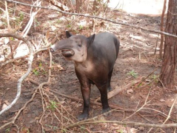 Moar Tapir!