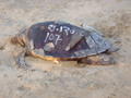 Huge dead turtles on the beach!