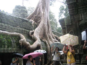 Tree root at Cambodian Temple