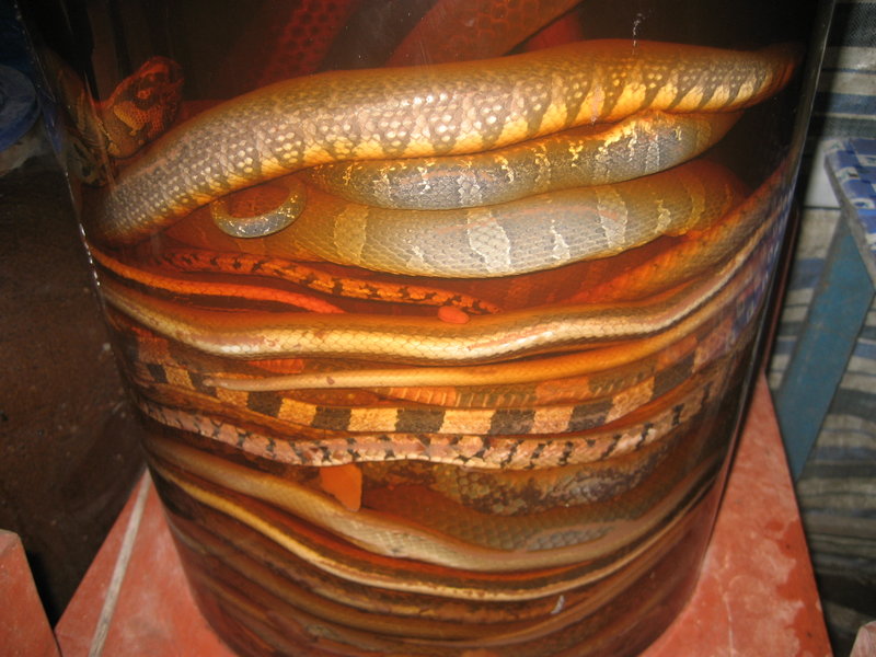 Snakes preserved in rice wine