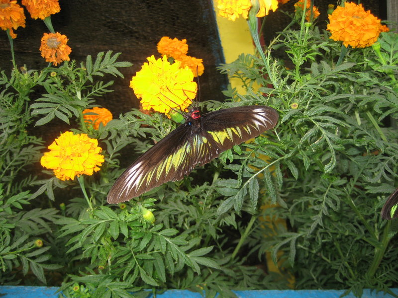 Butterfly farm in Cameron Highlands