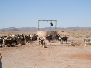 Goats at the well in the desert