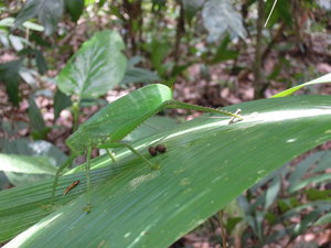 Grasshopper or leaf insect?