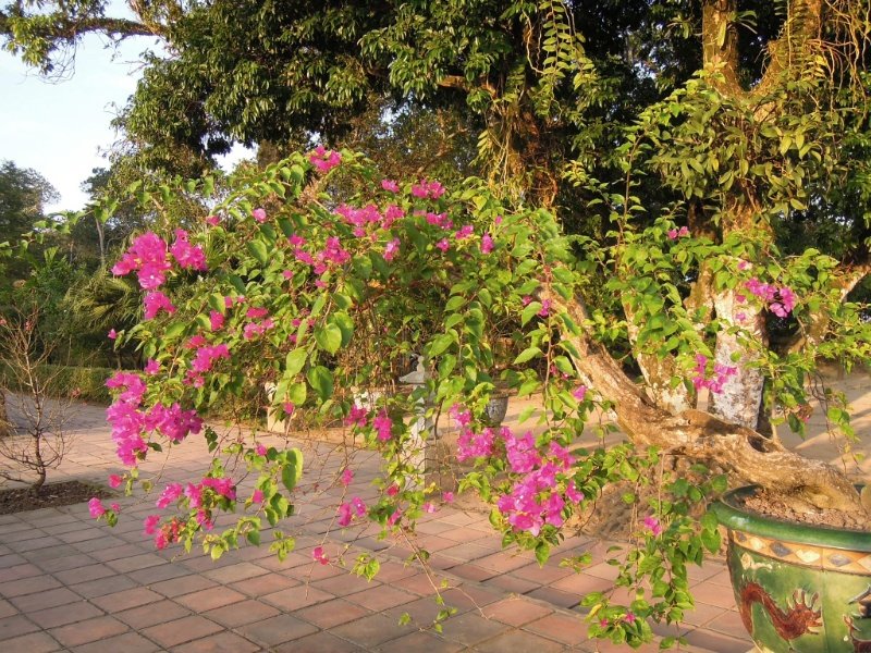 Gardens in Thien Mu Pagoda