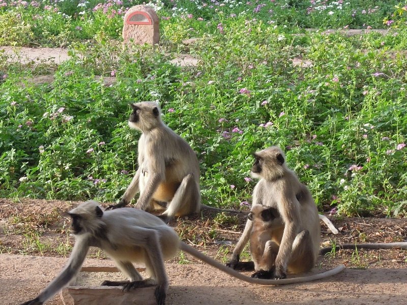More monkeys!