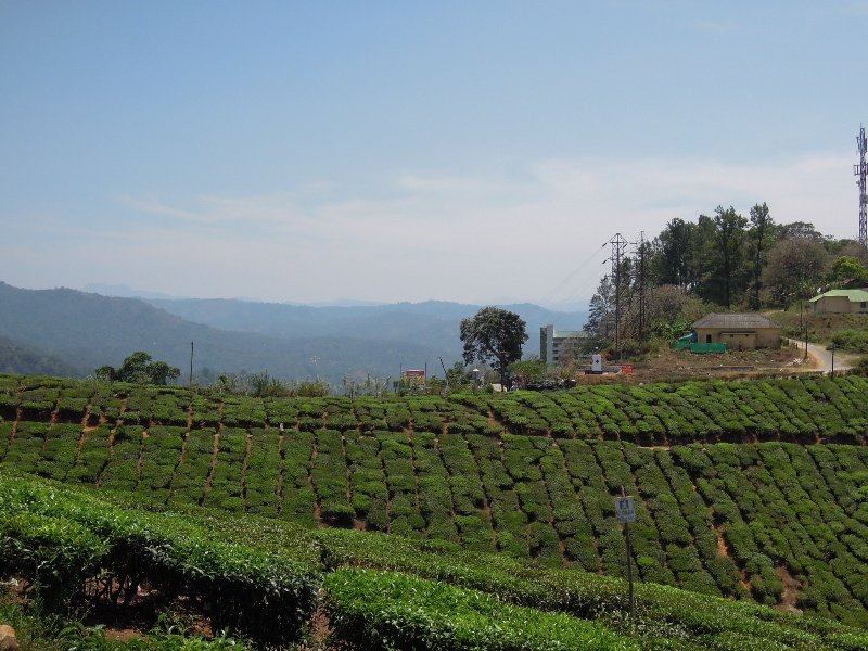 Tea plantation 