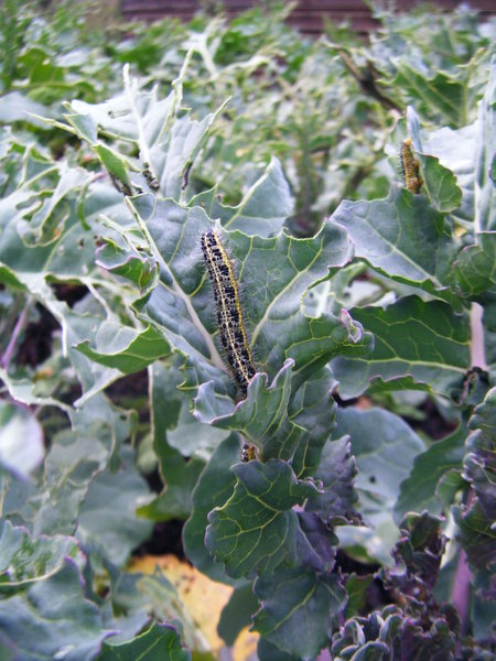 Caterpillars nibbling the broccoli